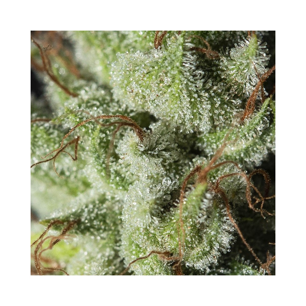 Semillas Auto {Feminizadas} Gorilla Candy, Comprar desde Seedsman