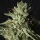 PACK GORILLA CANDY LOVERS