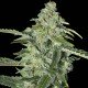 TNT Kush CBD - Eva Seeds