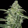 TNT Kush CBD - Eva Seeds