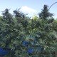 Gipsy Haze - Eva Seeds