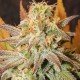 Gipsy Haze - Eva Seeds