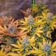 Gipsy Haze - Eva Seeds