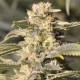 TNT Kush CBD - Eva Seeds