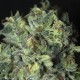 TNT Kush CBD - Eva Seeds