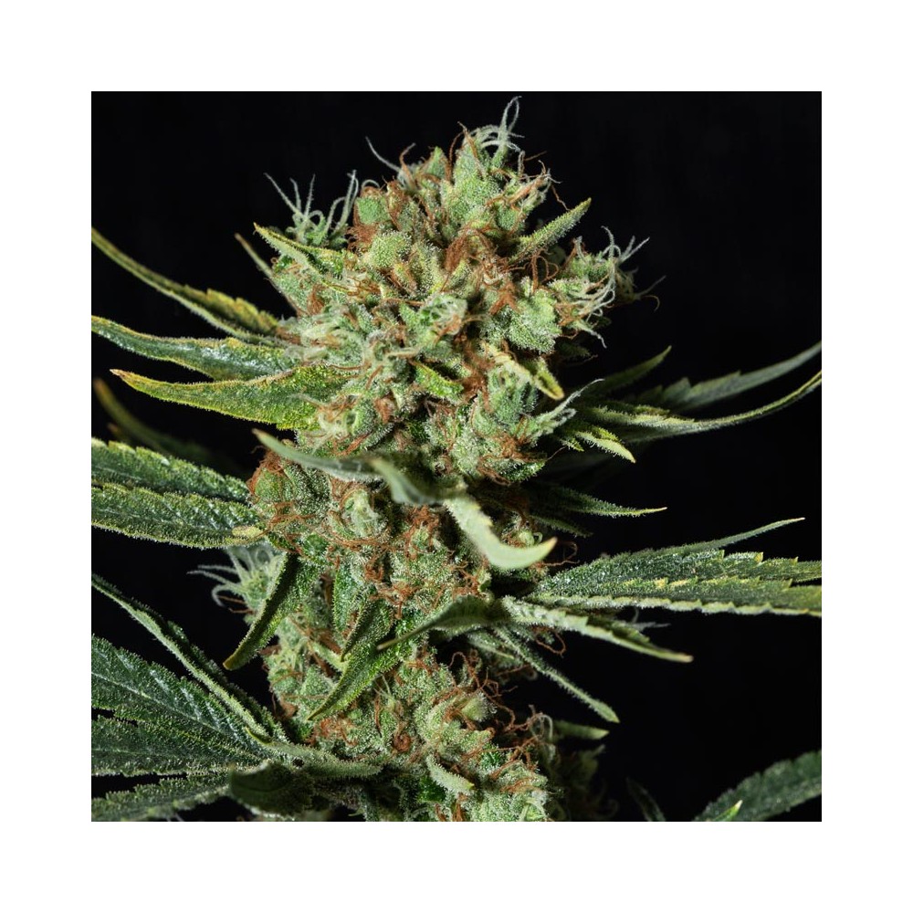 Only CBD, feminized cannabis seeds rich in CBD from Eva Seeds