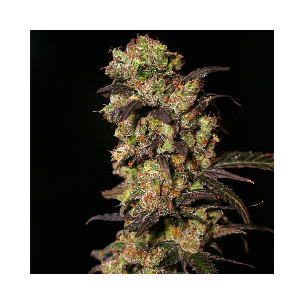 High yielding seeds autoflower for outside growing