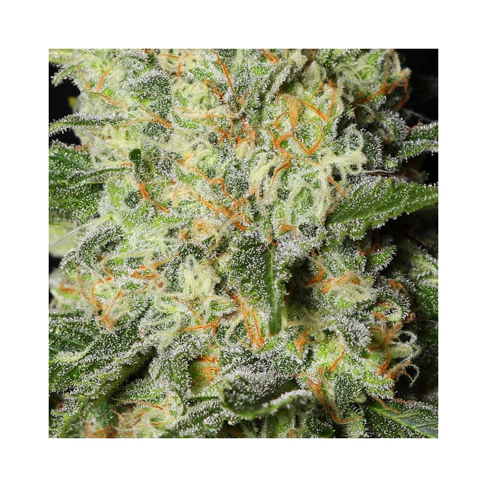 Black Dream by Eva Seeds, feminized marijuana seeds