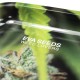 WEED LOVERS LIMITED EDITION ROLLING TRAY