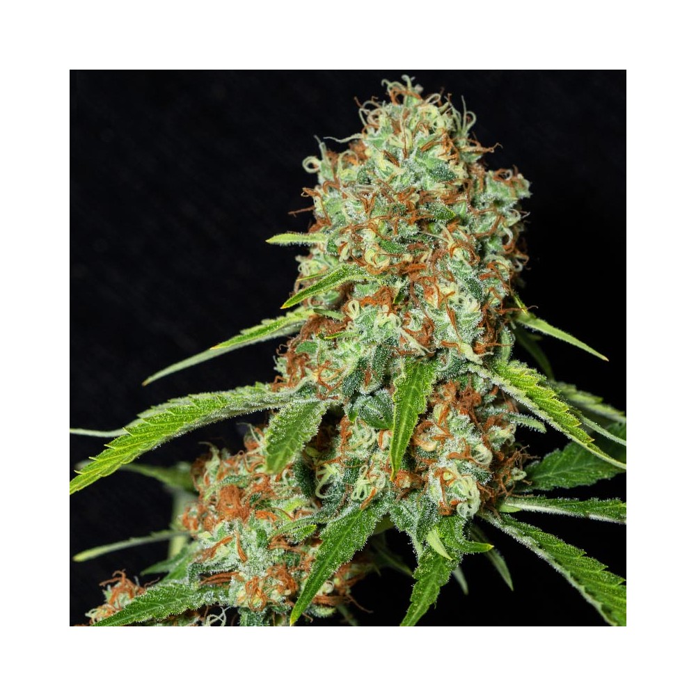 Jamaican Dream CBD by Eva Seeds, CBD rich cannabis seeds