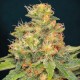 TNT Kush CBD - Eva Seeds