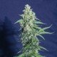 SUPER WATERMELON AUTO