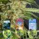 CBD LOVERS PACK 2