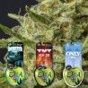 PACK CBD LOVERS 3