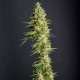 MONSTER CBD