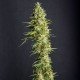 MONSTER CBD