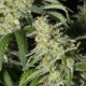 MONSTER CBD