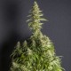 MONSTER CBD