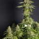 MONSTER CBD