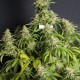 MONSTER CBD