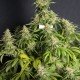 MONSTER CBD