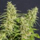 MONSTER CBD