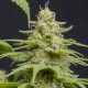 MONSTER CBD