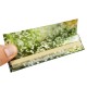 PAPEL DE LIAR KING SIZE EVA SEEDS