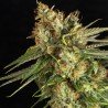 LEMON KING