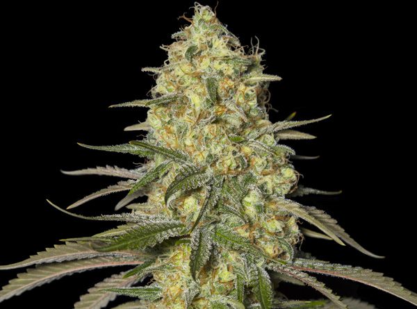 Black Dream - Eva Seeds