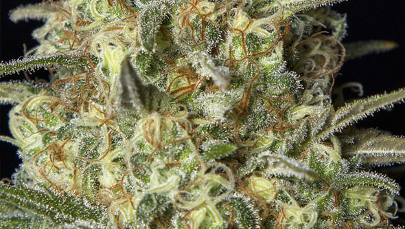 Black Dream de Eva Seeds Black Dream de Eva Seeds