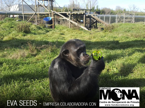 Eva Seeds colabora com a Fundação Mona