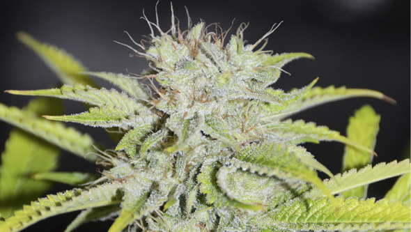 Gorilla Candy seeds