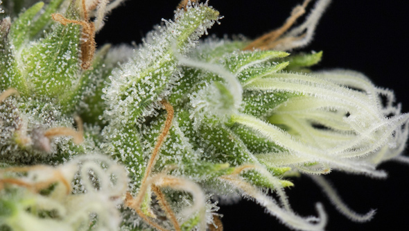 lemon king seeds eva seeds lemon king seeds
