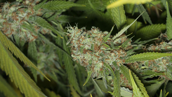 marihuana medicinal marihuana medicinal informacion