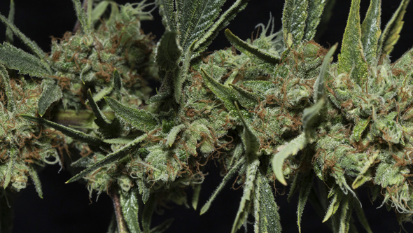 cbd seeds cbd cannabis seeds