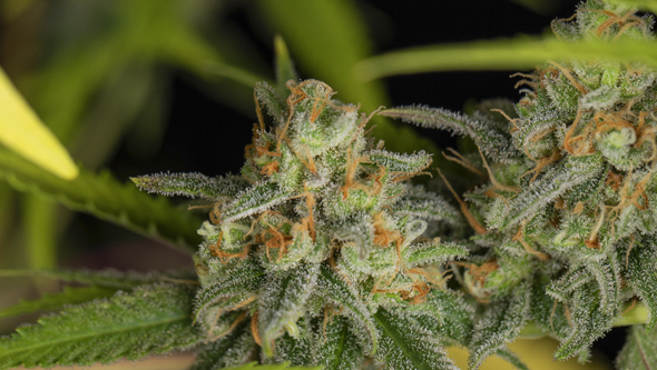lemon king seeds lemon king seeds eva seeds