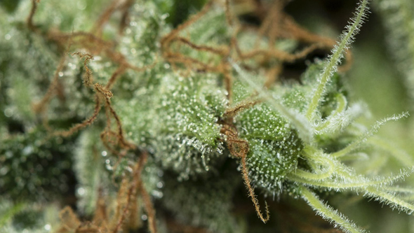 Only CBD Eva Seeds Only CBD seeds