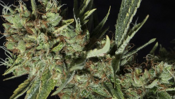 comprar semillas cbd semillas cbd