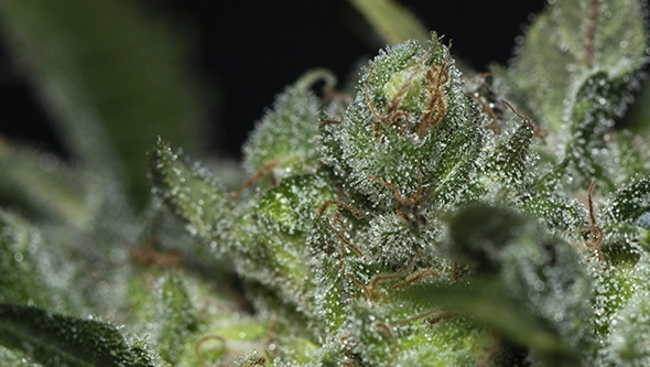 cbd shop cbd products