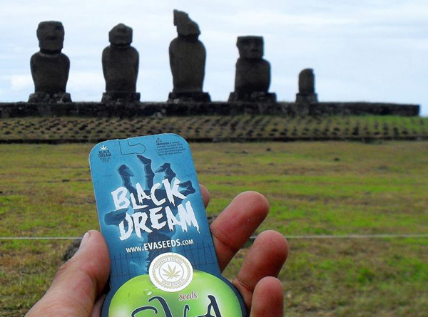 cannabis isla de pascua