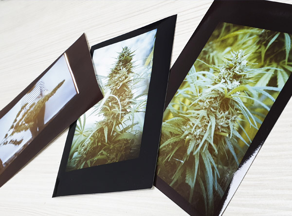 fotos cannabis hembra