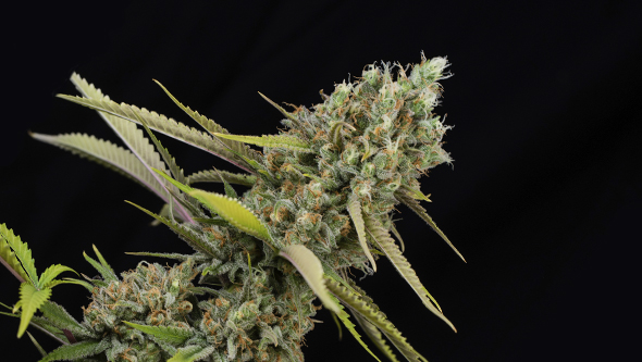 buy cannabis seeds lemon king eva seeds