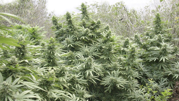 Cultivo de Black Dream, floreciendo en exterior