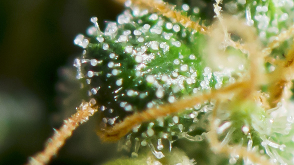 Excalibur trichomes