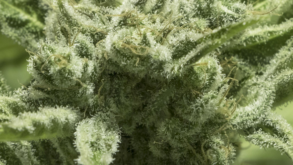 Furious Candy von Eva Seeds