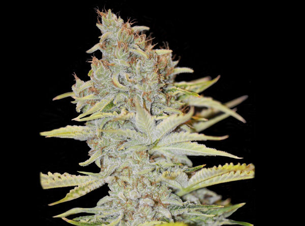 Furious Candy - Eva Seeds