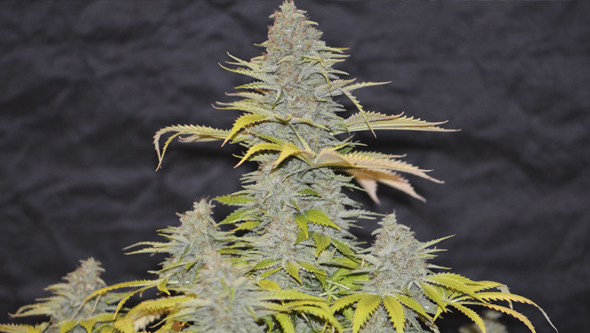 Furious Candy da Eva Seeds em interior