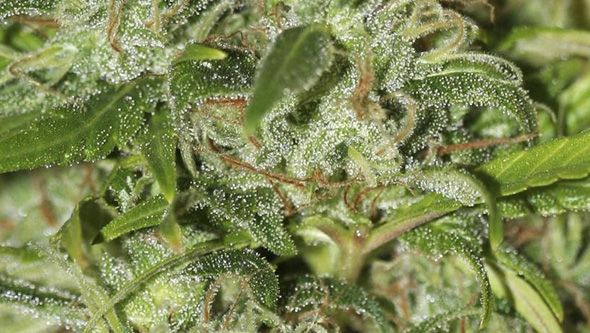 High Level by Eva Seeds High Level by Eva Seeds