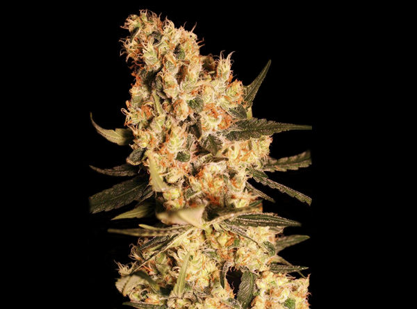 Jamaican Dream - Eva Seeds